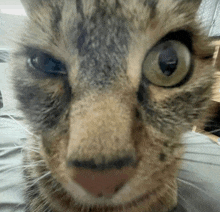 a close up of a cat 's face with a blurred background