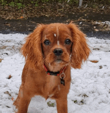 a small brown dog with a red collar is standing in the snow and looking at the camera