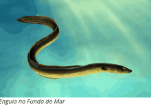 a picture of an eel with the words enguia no fundo do mar under it