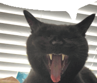 a black cat yawning with its mouth open