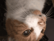 a close up of a brown and white cat looking up at the camera