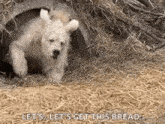 a polar bear cub is laying in a pile of hay with the words `` let 's get this bread '' .