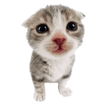 a scottish fold kitten is looking up at the camera .