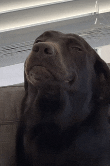 a close up of a dog 's face with its mouth open