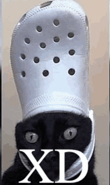 a black cat wearing a white crocs on its head .