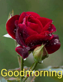 a red rose with water drops on the petals with the words good morning below it