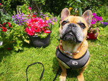 a french bulldog wearing a harness and a necklace is sitting in the grass with flowers in the background