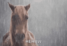 a horse is standing in the rain with the word hehaw written on the bottom of the image .