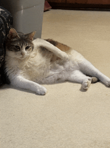 a cat laying on its back on a carpet next to a trash can