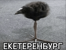 a small black bird with a white beak is standing on one leg with a caption in foreign language