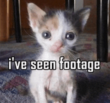 a calico kitten is sitting on the floor with the words `` i 've seen footage '' written on it .