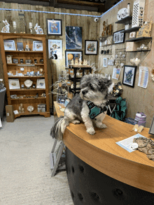 a small dog sitting on a wooden counter in a store