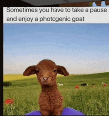 a picture of a baby goat with the caption sometimes you have to take a pause and enjoy a photogenic goat ..