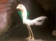 a white chicken with long legs and a long neck is standing on one leg .