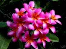 a bunch of pink flowers with orange centers on a black background