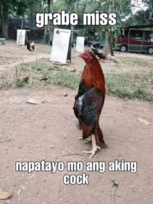 a rooster standing on its hind legs in a dirt field with a caption .