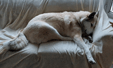 a dog is laying on a couch with a white blanket on it