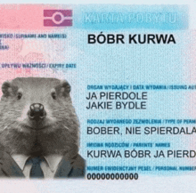 a passport with a picture of a beaver and the name bobr kurwa on it