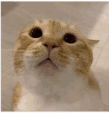 a close up of an orange and white cat looking up at the camera .