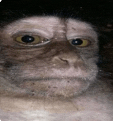 a close up of a monkey 's face with big eyes