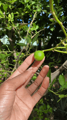 a person is holding a small green fruit on their finger