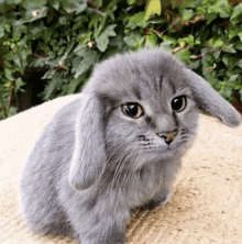 a small gray rabbit with bunny ears looks at the camera