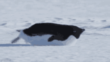 a black and white penguin is walking through the snow .