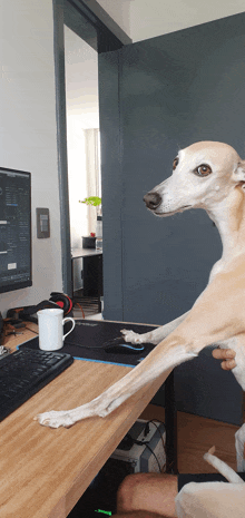 a person holding a dog in front of a computer desk