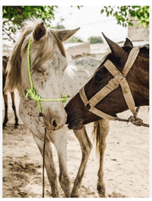 two horses are standing next to each other with one wearing a green rope halter