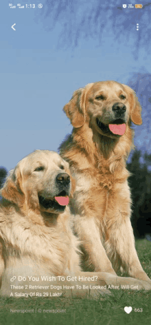 two dogs are sitting next to each other on a grassy field