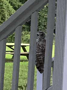 an owl perched on a railing with a picnic table behind it