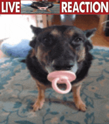 a picture of a dog with a pacifier in its mouth with the words live reaction above it