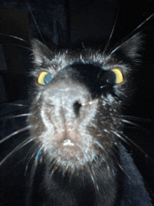 a close up of a cat 's face with yellow eyes