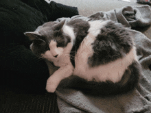 a gray and white cat is laying on a blanket on a couch