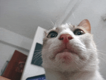 a close up of a cat 's face looking up at the camera