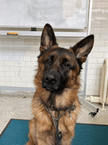 a german shepherd is sitting on a blue mat and looking at the camera