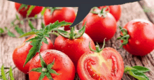 a bunch of tomatoes are on a wooden table