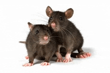 two black rats are standing next to each other on a white background .