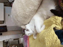 a white cat laying on a yellow blanket next to a white pillow