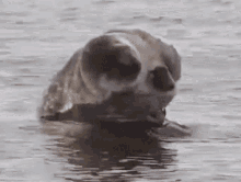 a seal is swimming in the water with its mouth open