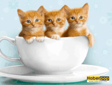 three kittens are sitting in a white cup on a saucer that says haberpop on it