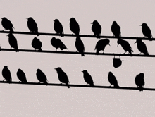 a flock of birds sitting on a wire against a white sky