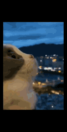 a close up of a cat 's face with a city in the background