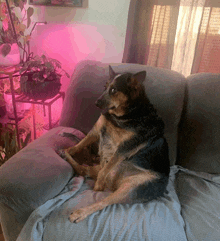 a dog is sitting on a couch in front of a window