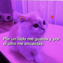 a purple cat with a rainbow on its ear is sitting on a table with a quote in spanish .