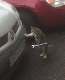 a cat is holding a wrench in front of a red car