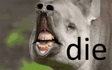 a close up of a tapir with its mouth open and the word die behind it .