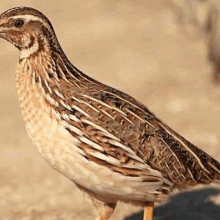 a quail is standing on top of a rock in the dirt .