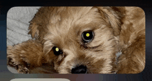 a small brown dog with yellow eyes is laying on a bed