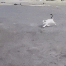 a black and white cat is running across a gray surface .